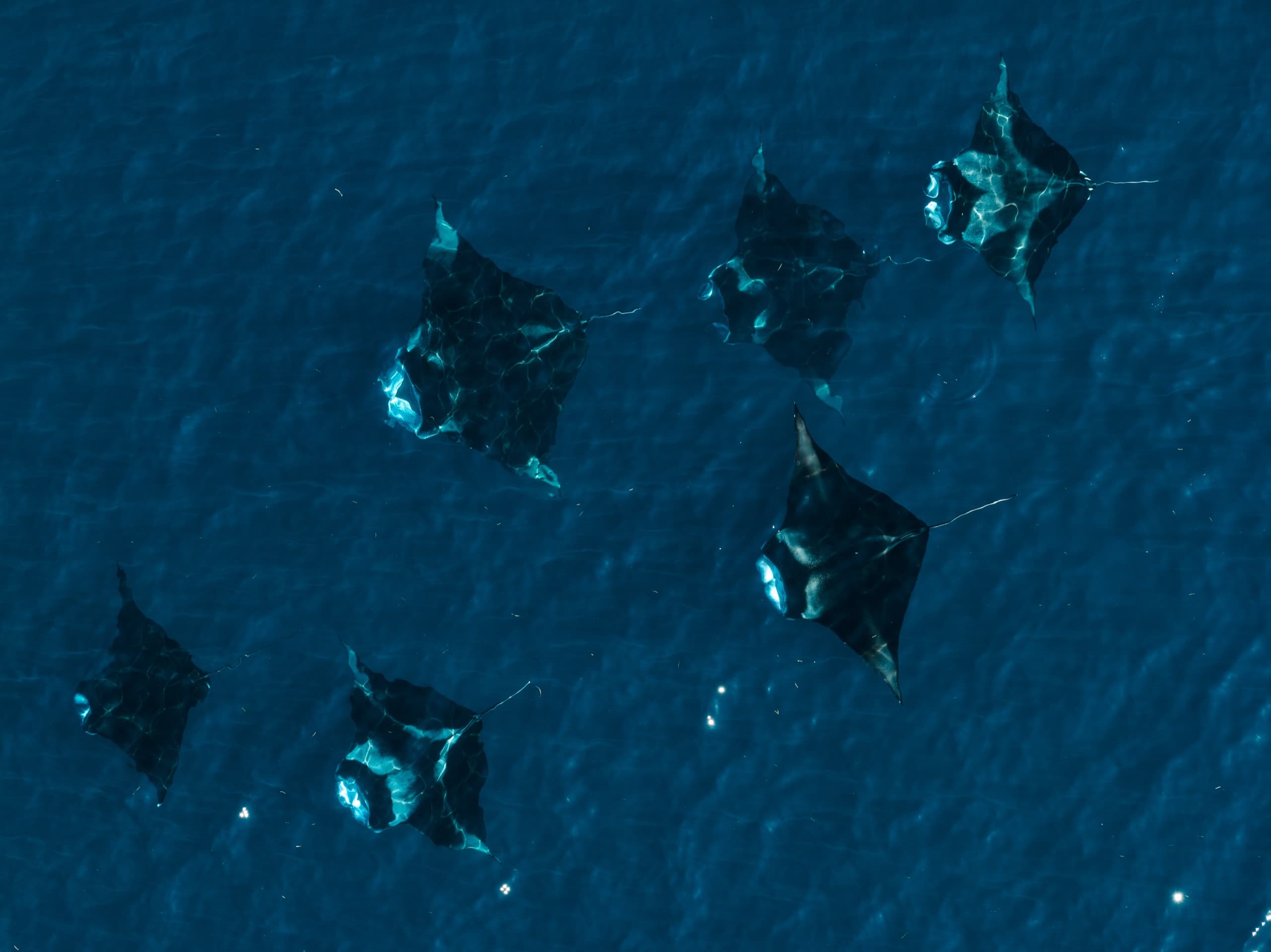 Six manta rays swimming just under the surface of deep blue water, seen from directly above