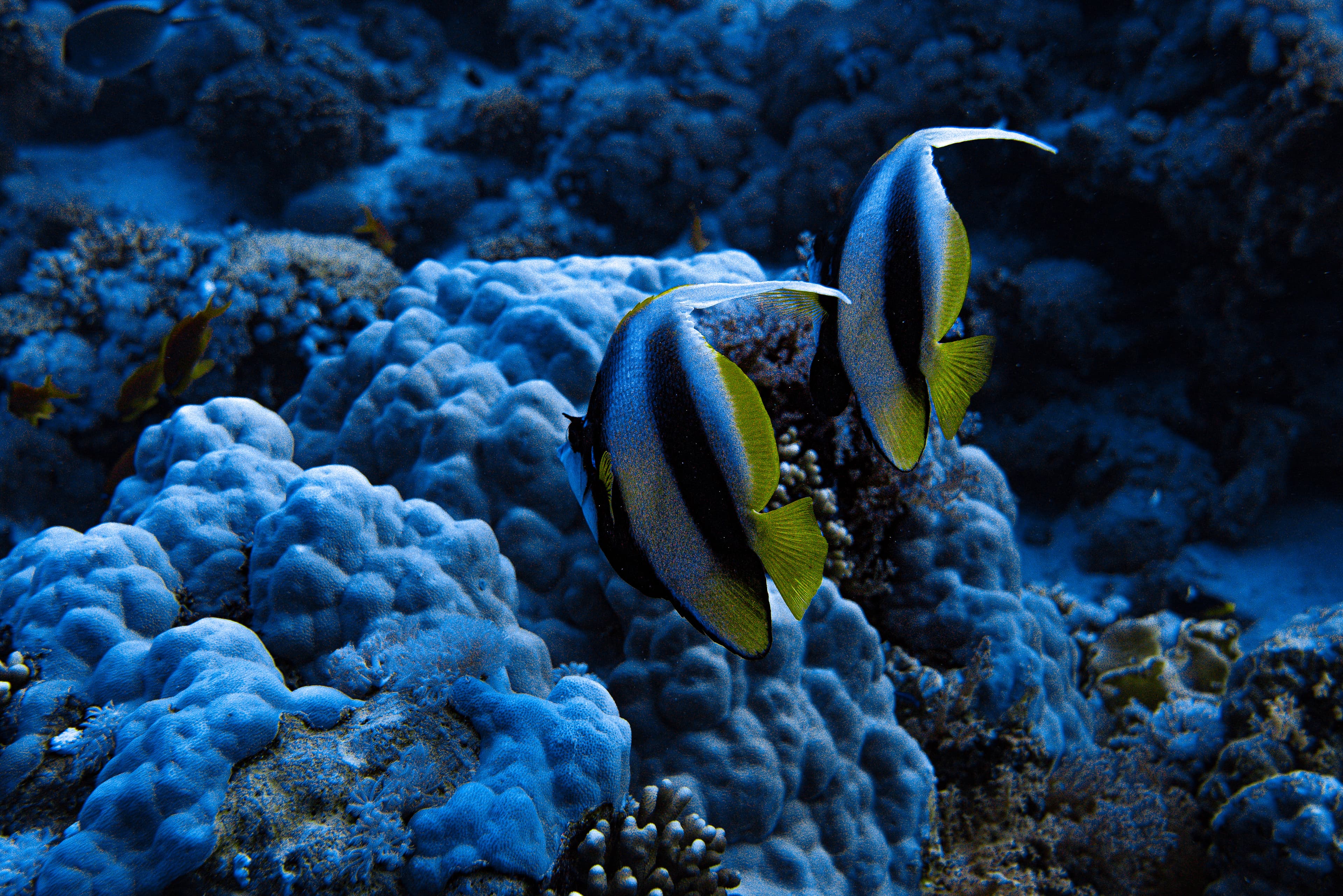 Pair of colorful reef fish swimming above coral in clear blue water.