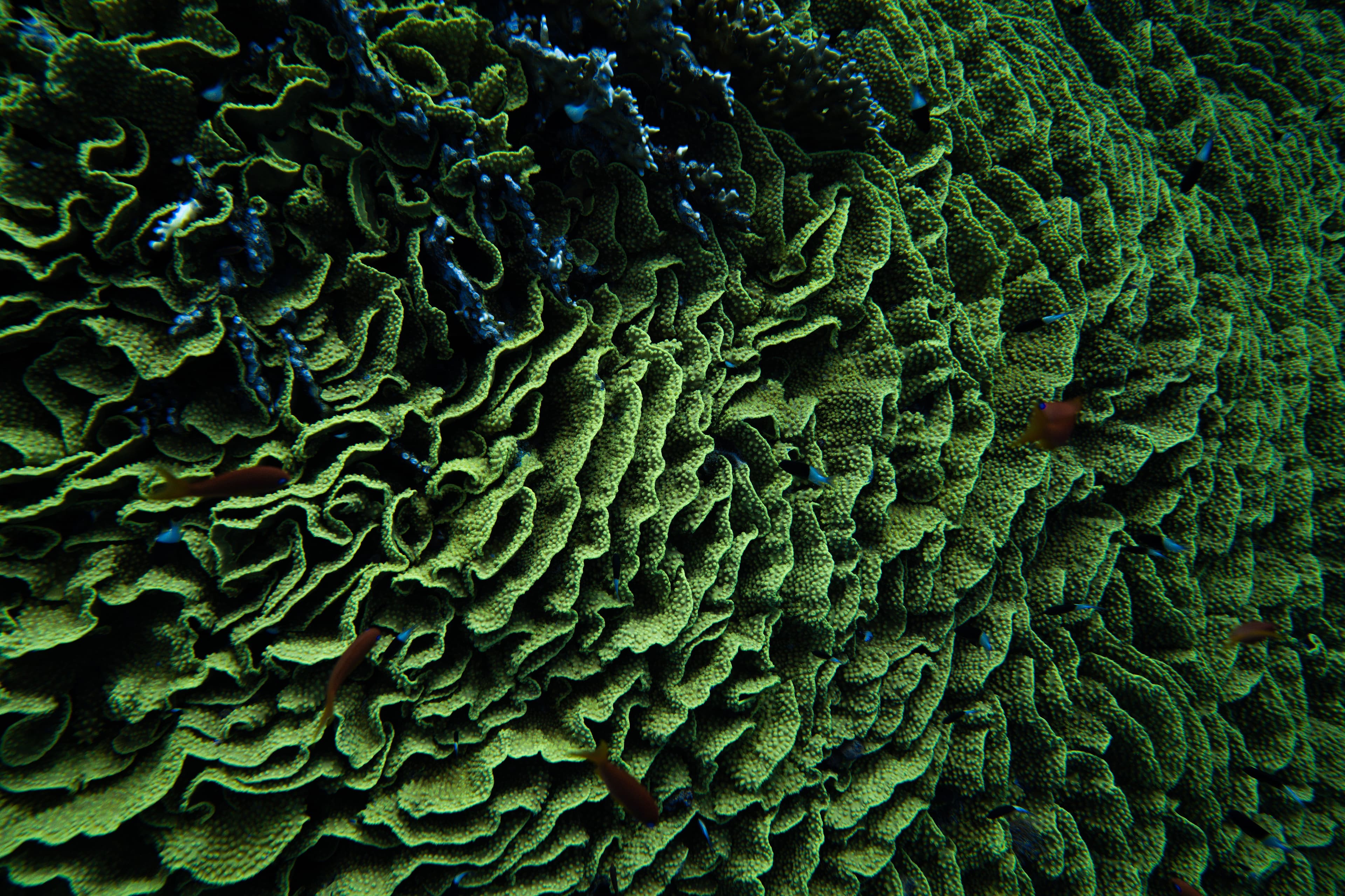 Close-up of vibrant green brain coral underwater.