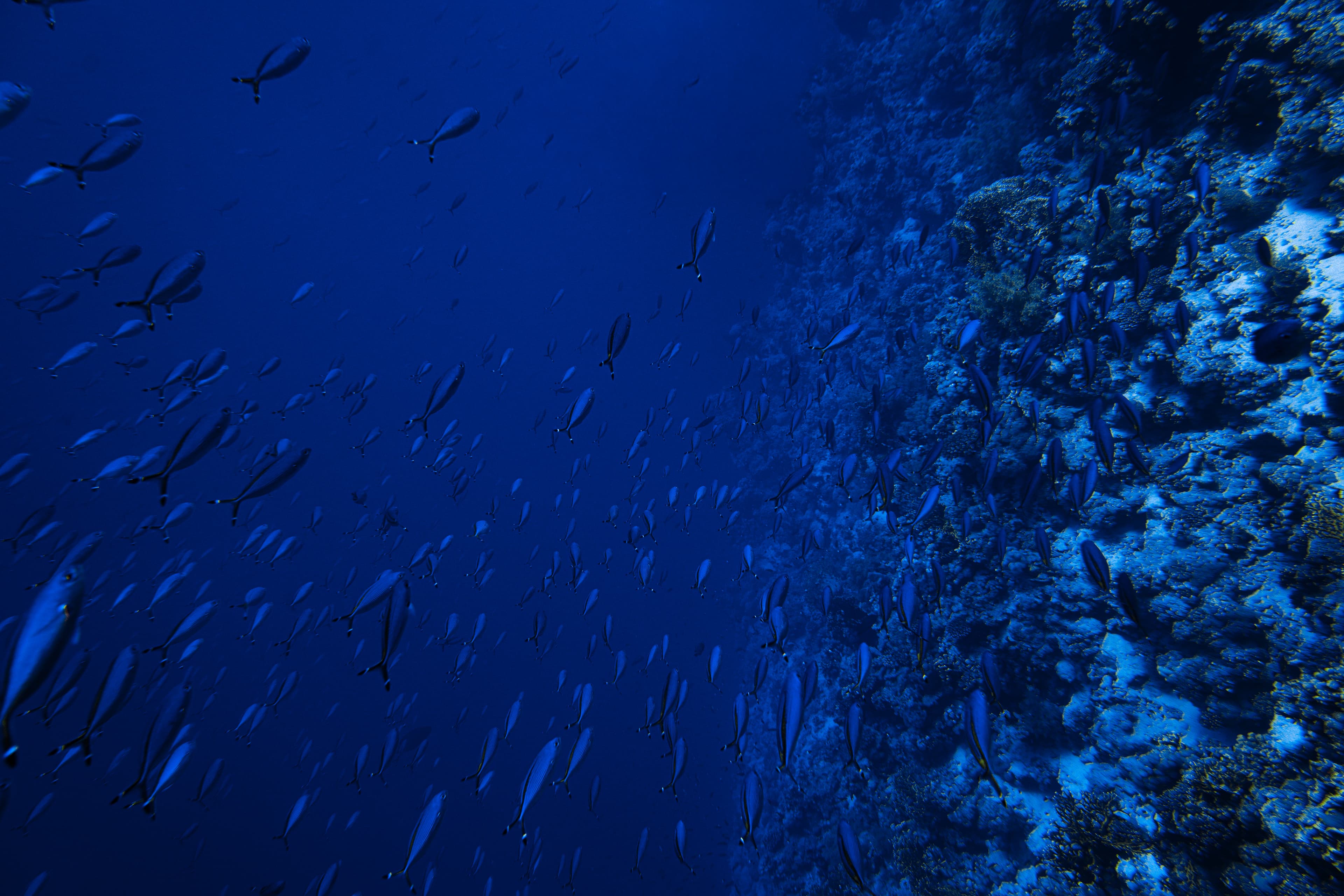 School of small silver fish moving through deep blue ocean.