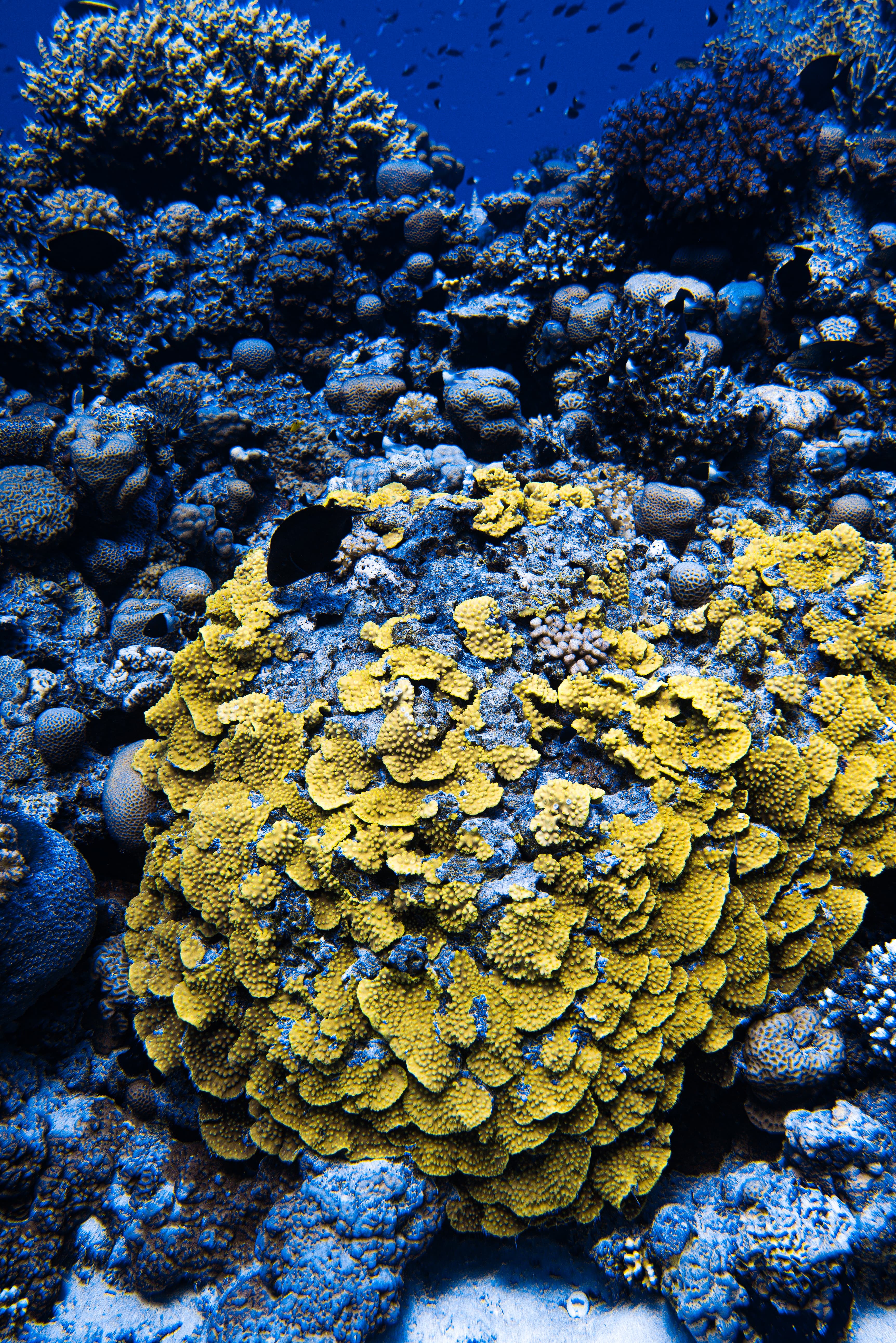 Yellow coral formation surrounded by reef and deep blue tones.
