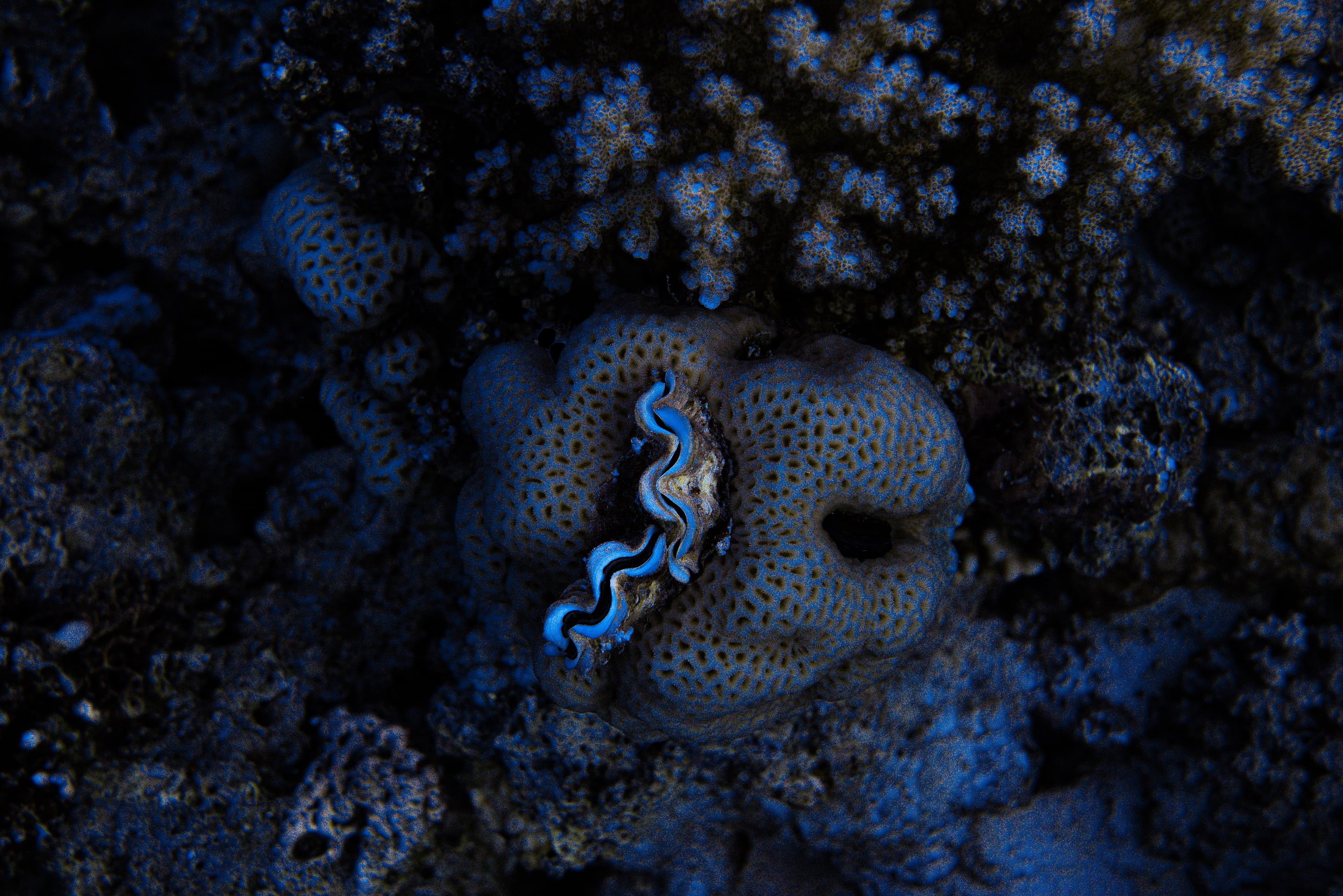 Giant clam nestled within coral reef textures.