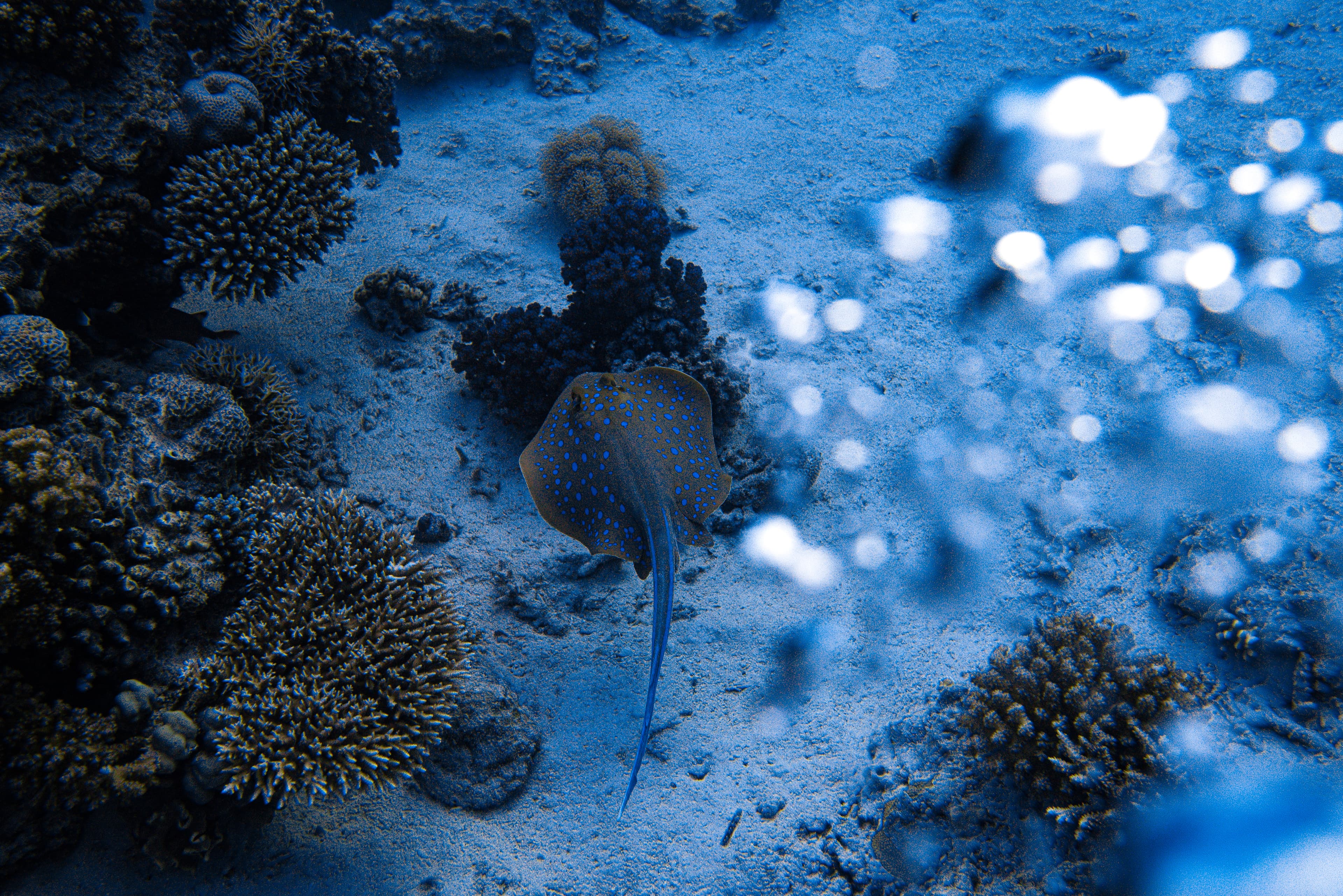 Blue-spotted stingray swimming over coral reef.