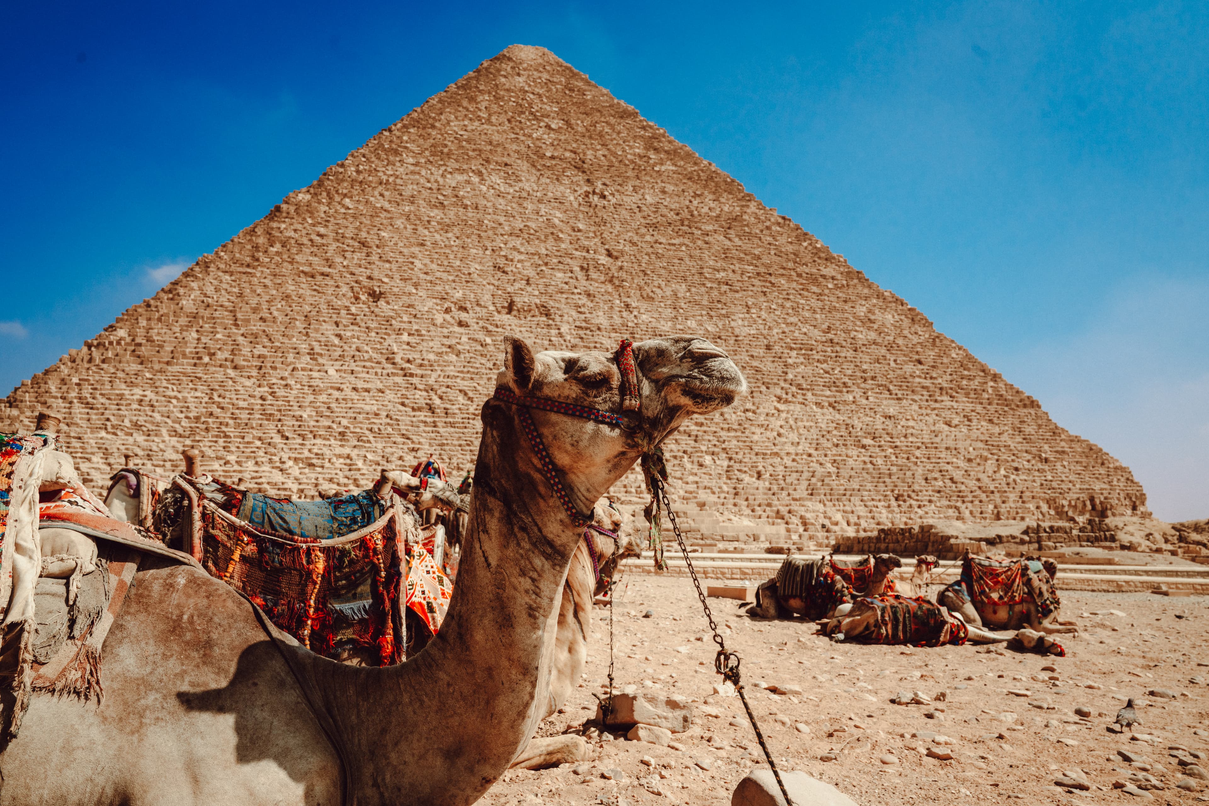 Camel resting beside the Great Pyramid of Giza under desert sun.